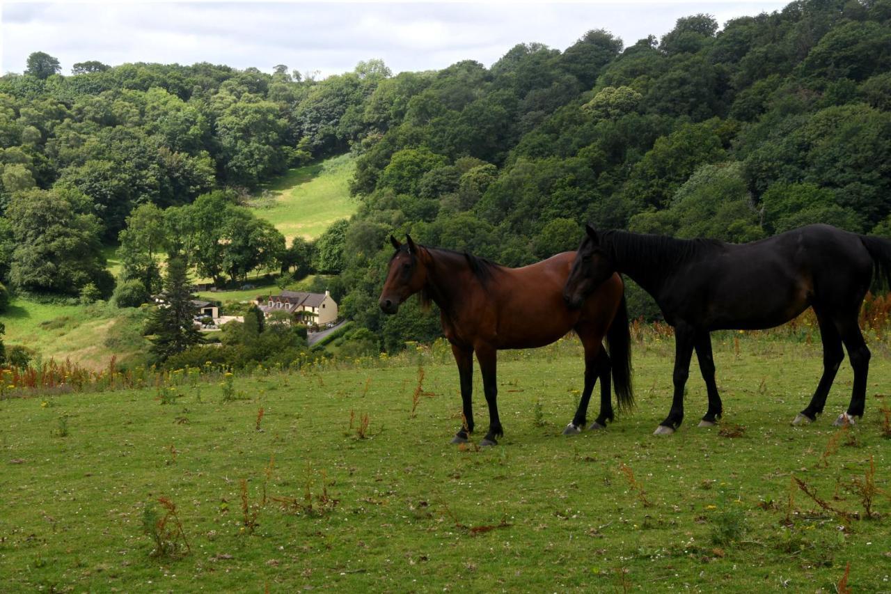 Ty Twt - Complete Holiday Home Llandysul Esterno foto