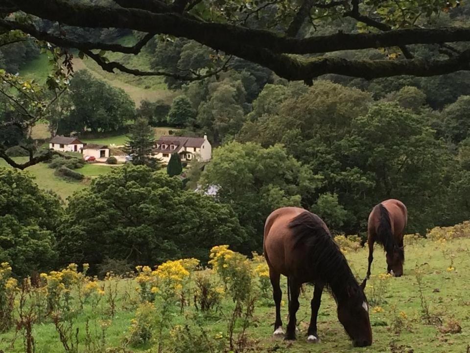 Ty Twt - Complete Holiday Home Llandysul Esterno foto